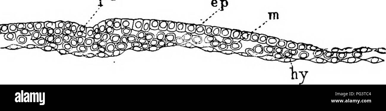 . Die Elemente der Embryologie. Embryologie. 320 Der SÄUGER EMBEYO. [CHAP. Der primitivstreifen sein Aussehen macht; es ist durch eine Proliferation der Zellen aus dem epiblasten abgerundet. Fm. 101. p.r. Schnitt durch eine ovale Blastoderm op eine Eabbit am siebten Tag. Die Länge der Bereich war über 1" 2 mm. Und seine Breite ca. 86 mm. Durch den vorderen Teil des Primitivstreifens; Ep. epiblast; m. meaoblast; Hy. hypoblast; pr. primitivstreifen. Diese Zellen, kommt es zu einem Teil der mesoblastic Schicht des Embryo, und kann benannt werden von ihrem Ursprung der Primitivstreifen Mesoderm. Während Stockfoto