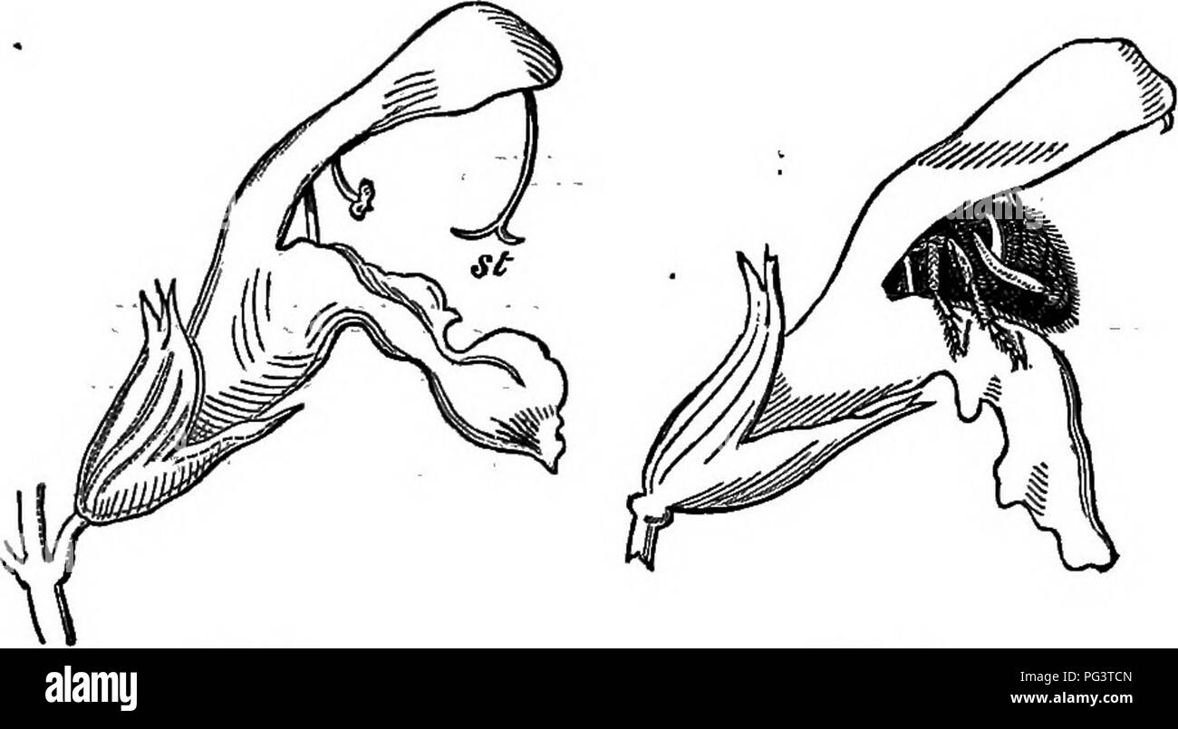 . Die Schönheiten der Natur und die Wunder der Welt, in der wir leben. Natural History; Physische Geographie; Astronomie. Abb. 10. Bild-11. Es drückt den unteren Arm auf der einen Seite, und der obere Arm folglich absteigt, tippen. Bitte beachten Sie, dass diese Bilder sind von der gescannten Seite Bilder, die digital für die Lesbarkeit verbessert haben mögen - Färbung und Aussehen dieser Abbildungen können nicht perfekt dem Original ähneln. extrahiert. Lubbock, John, Sir, 1834-1913. New York, London, Macmillan und Co. Stockfoto