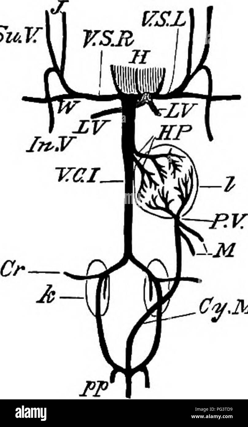 Dieses Lehrbuch zur Embryologie behandelt die Entwicklung des Kühns und konzentriert sich dabei auf den venösen Kreislauf nach Beginn der Lungenatmung. Es enthält ein detailliertes Diagramm des Venensystems, einschließlich der Vena cava Superior und inferior, Lungenvenen und Mesenterialvenen, und beschreibt deren Rolle bei der frühen Entwicklung. Stockfoto