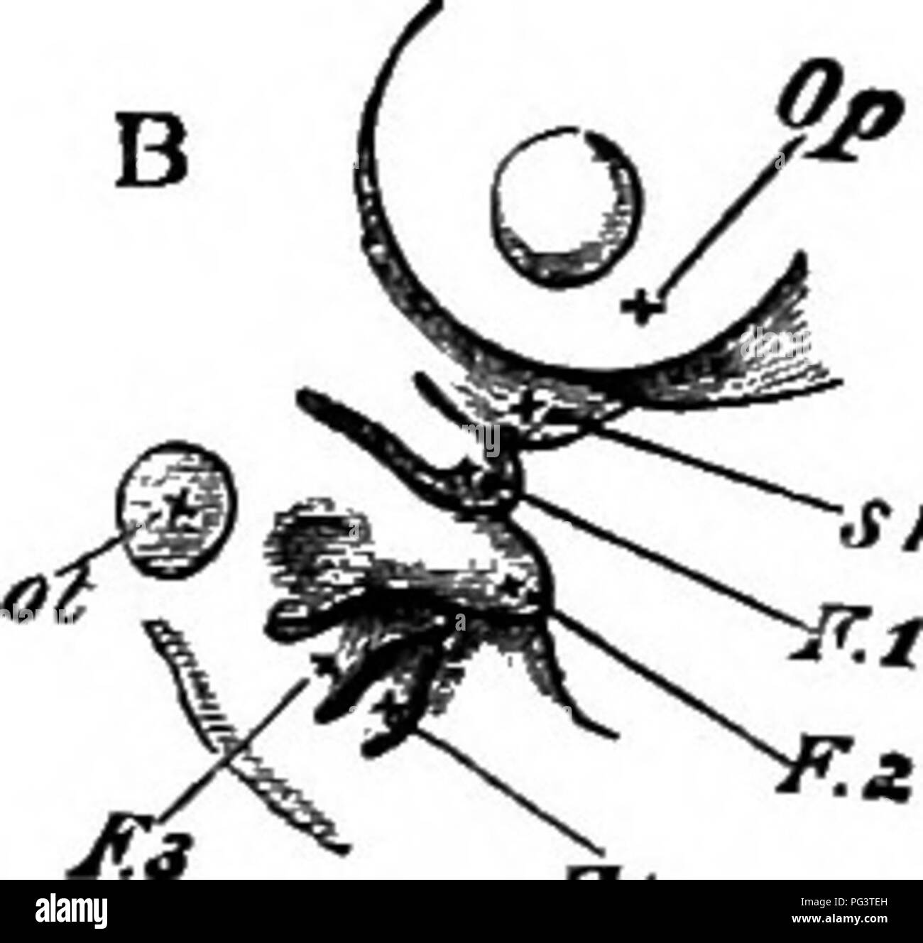 Dieses Bild zeigt einen Hühnerembryo am vierten Tag der Entwicklung, von unten als undurchsichtiges Objekt betrachtet. Zu den markierten Strukturen gehören die Gehirnhälften, die Vesikel des dritten Ventrikels, der naso-frontale Prozess und verschiedene viszerale Falten wie der Unterkieferbogen. Der Abschnitt hebt den Verdauungskanal und die damit verbundenen Entwicklungsmerkmale hervor. Die Zubereitung wurde aus Gründen der Klarheit mit Chromsäure hergestellt. Stockfoto