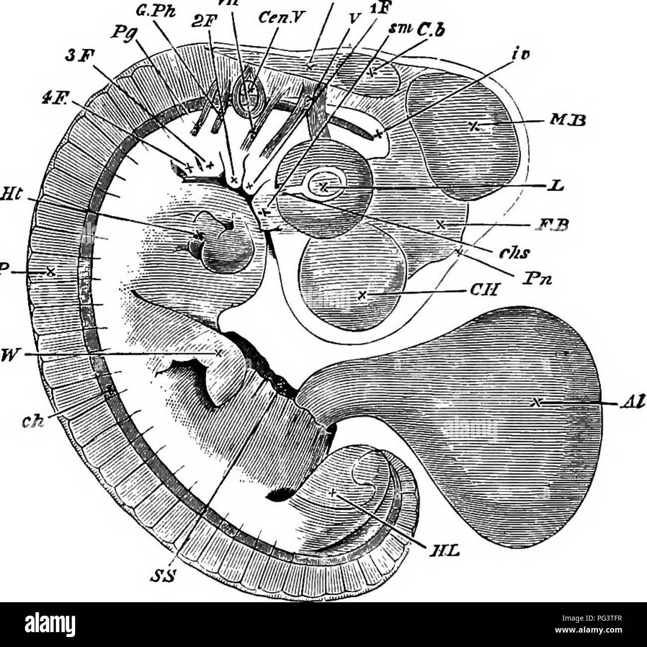 . Die Elemente der Embryologie. Embryologie. vn.] Der Schwanz Falten, Abb. 67. 197. Embeto am Ende op den vierten Tag als transparentes Objekt gesehen. Das Amnion wurde komplett demontiert, das abgeschnittene Ende des somatischen Stiel gezeigt wird bei S.s. mit der allantois (Al.) aus. C. ff Gehirnhälfte. F.3. fore-Gehirn oder Blasen des dritten Ventrikels (thalamenoephalon) mit der Zirbeldrüse (Pn.) projectimgfrom sein Gipfel, J/l5.mid-brain. (76. kleinhirn. Wenn. F. vierten Ventrikel. Z Objektiv. cA.". aderhaut Schlitz. Aufgrund der Zunahme der Exkavation der zwei Schichten, von denen es ist Kom-posed canno Stockfoto