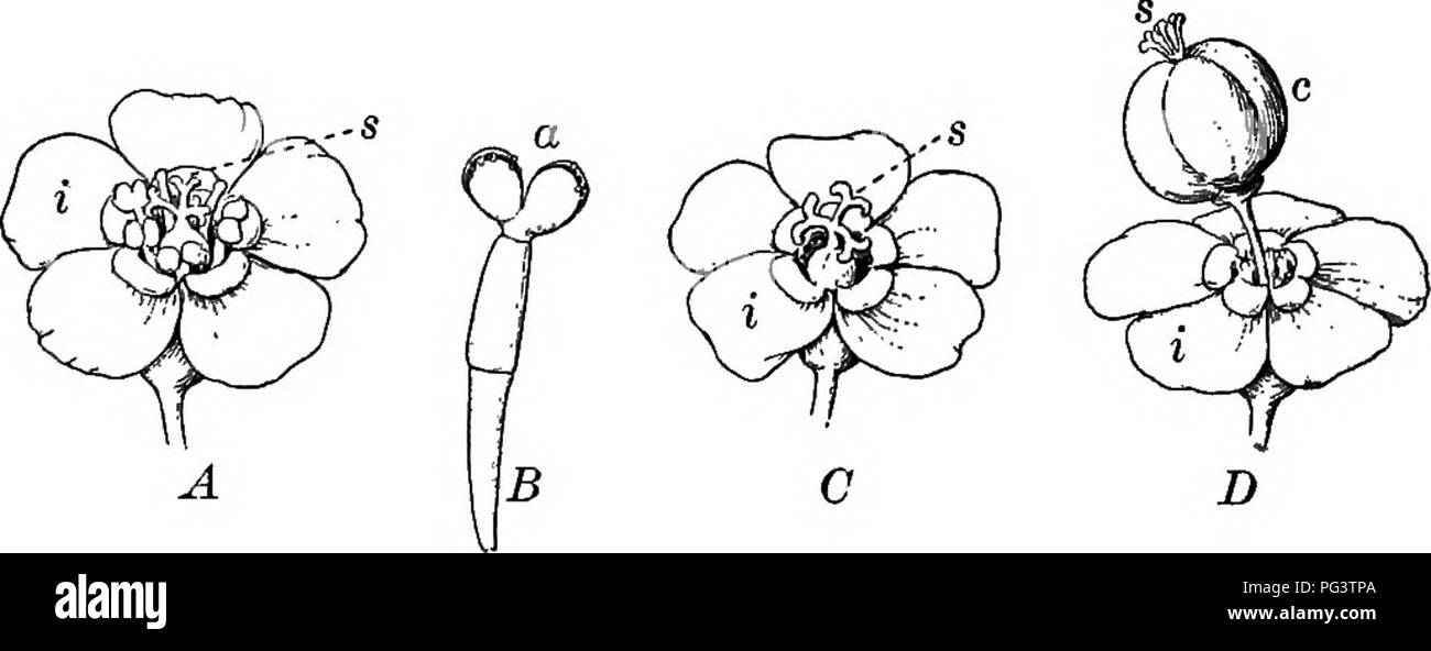 . Grundlagen der Botanik. Botanik; Botanik. 146 SCHLÜSSEL UND FLORA oder doppelt so viele. Frucht einer 3-flügeligen Kapsel. Samen mit Fleischigen oder ölige Endosperm. Die meisten der Familie sind Eingeborene der heißen Regionen, viele von ihnen von besonderer Aspekt aus Ihren adap-tation zu leben in trockenen Klimas. [Die Familie ist zu schwierig für den Anfänger in der Botanik viele der Gattungen und Arten, mit Sicherheit zu ermitteln, aber ein paar sind nachfolgend beschrieben. J I. JATROPHA L. Sträucher oder Kräuter. Blätter Alternative. Blüten einhäusig, staminate und pistillate in der cymes vermischt, apetalous. Kelch große, weiße, 6-gelappten, Corolla-wie. Staubfaden Stockfoto