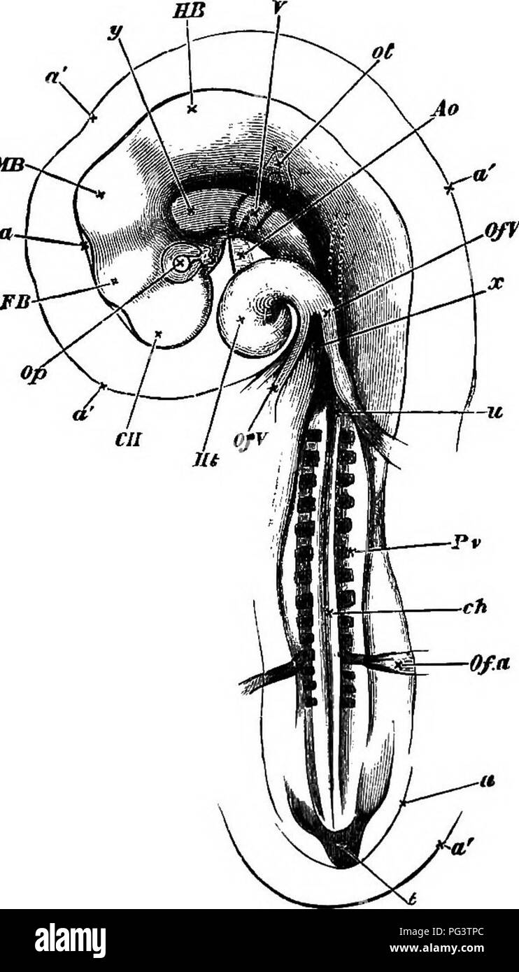 Dieser embryologische Text beschreibt die Entwicklung eines Hühnerembryos am dritten Tag der Inkubation. Er hebt die Bildung von Fruchtstrukturen und die frühe Entwicklung von zerebralen und spinalen Regionen hervor und gibt Einblicke in die Vogelembryologie. Stockfoto