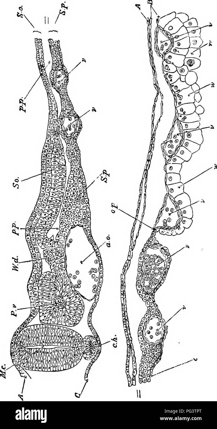 Dieses Buch beschreibt den zweiten Tag der Embryonalentwicklung mit einem Querschnitt durch die dorsale Region eines 45 Stunden alten Embryos. Die Abbildungen verdeutlichen die wichtigsten Wachstumsphasen und geben ein klares Bild der frühen Entwicklung. Stockfoto