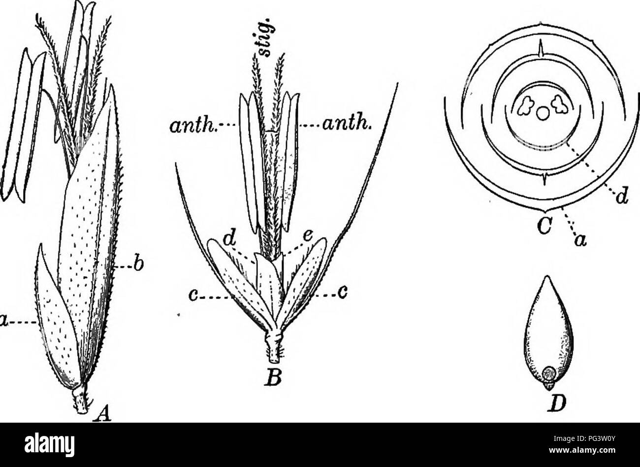 . Grundlagen der Botanik. Botanik; Botanik. Segge FAMILIE 23 Überlappen auf-l-viele-blühenden Ährchen; diese sind unterschiedlich in Spikes, Rispen gruppiert, und so weiter. Obst. Schwein. 4. Vernal Gras (Anthoxanihum) ein, einer blühenden Ährchen: Ein, 6, die äußere Leere glumes. B, a Ährchen mit der äußeren glumes entfernt: c, c^der inneren Leere glumes (Neutrum Blumen) mit langen, Borsten-förmige Fortsätze; d, e, palets; anth., antheren; Stig., Narben. C, Diagramm der Querschnitt eines Ährchen: a, hüllspelze; d, Buche. D, eine Frucht. (Alle vergrößert.) (nach Cosson und t&gt; e Saint-Pierre) ein Korn. (Die Familie ist Stockfoto