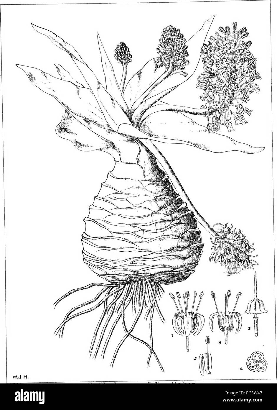 Diese botanische Arbeit bietet detaillierte Beschreibungen und Abbildungen einheimischer Pflanzen aus der Region Natal mit Notizen zu ihrer Verteilung, ihrem wirtschaftlichen Wert und ihren Namen. Verfasst von J. Medley Wood und Maurice S. Evans, bietet es wertvolle Einblicke in die lokale Flora und ihre kulturelle Bedeutung. Stockfoto