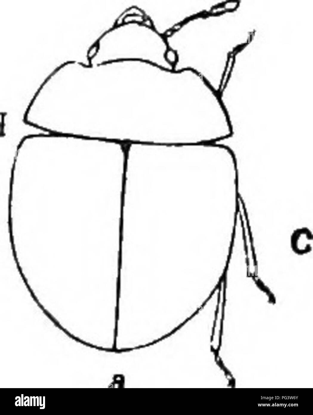 . Eine illustrierte Beschreibender Katalog Der coleoptera oder Käfer (exklusive der Rhynchophora) bekannt in Indiana zu kommen: Mit Bibliographie und Beschreibungen von neuen Arten. Käfer. Die (JAEEION Käfer. 289 Tate. Elytra weitgehend uval, Fortsetzung der Kurve des Thorax; Oberfläche unregelmäßig Keratitis, manchmal mit größeren i&gt; unctures bilden geschwungene Zeilen in der Nähe der Seiten und Naht, lllud femora der männlichen mit einem breiten, akuten Zahn an der Spitze. Länge 1,6-2 mm. Starke County; selten. Juni 17. Größer und dunkler als egena, mit den Beinen weniger verdickt und die tarsi Schlanker. 562 (1702). Cyrtus Stockfoto