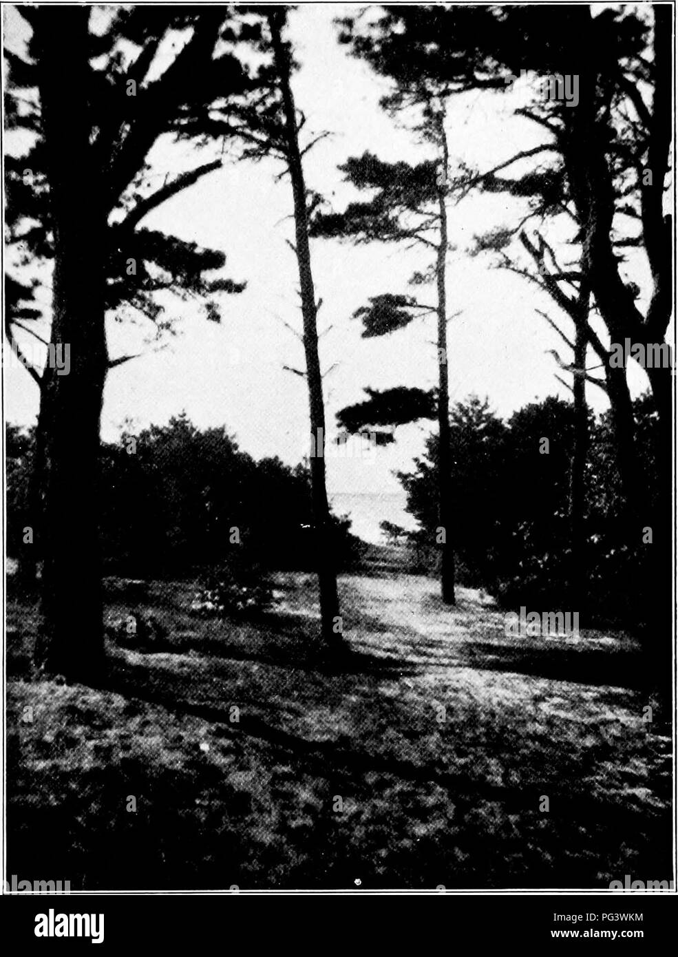 . Design im Gartenbau. Gartenbau. Abbildung 28. WOODLAND PLANTINtt natürliches Wachstum an der Küste von Massachusetts. Bitte beachten Sie, dass diese Bilder sind von der gescannten Seite Bilder, die digital für die Lesbarkeit verbessert haben mögen - Färbung und Aussehen dieser Abbildungen können nicht perfekt dem Original ähneln. extrahiert. Root, Ralph Rodney; Kelley, Charles Hayes, b. 1885. New York, das Century Co. Stockfoto