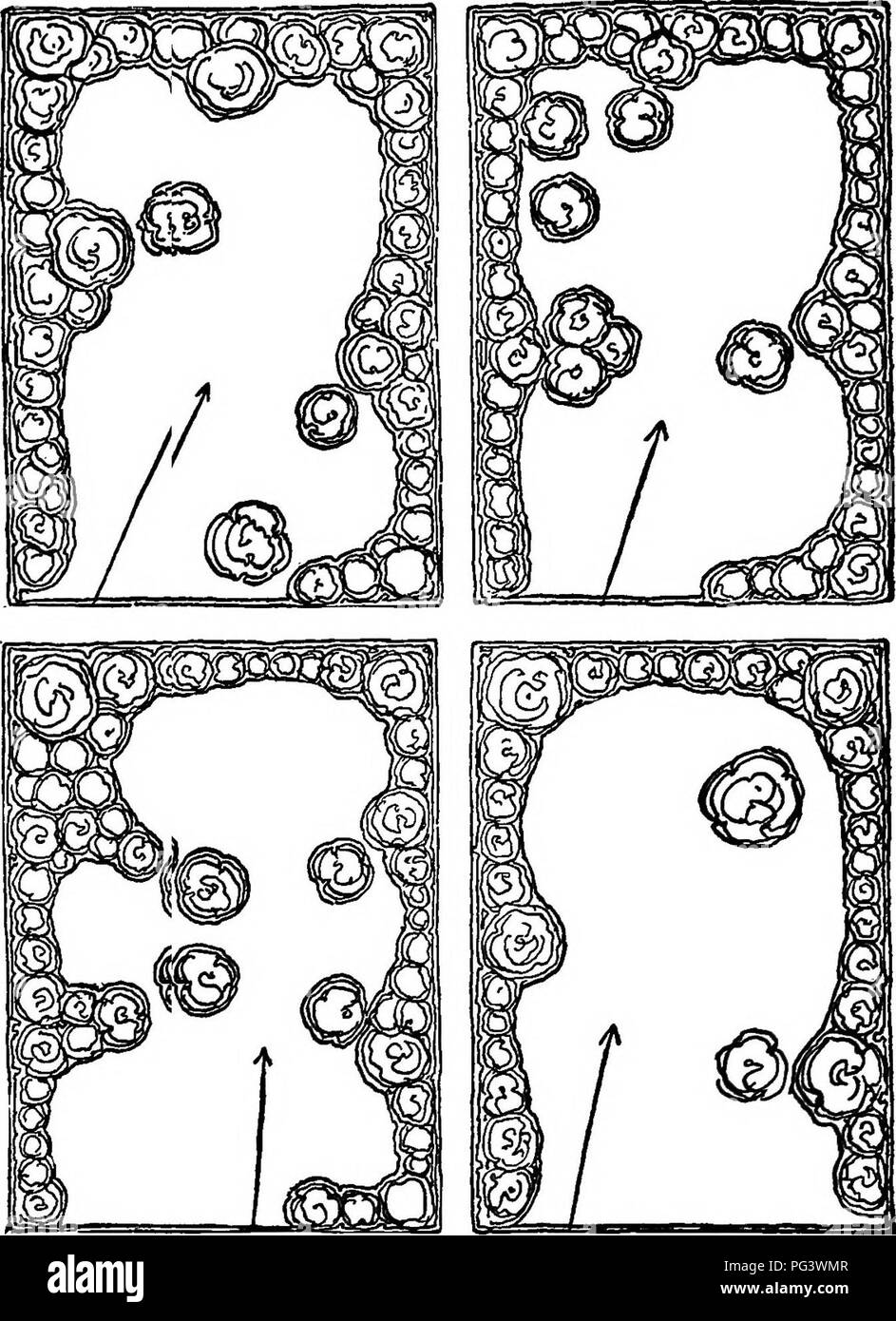 . Design im Gartenbau. Gartenbau. Abbildung 10. INPOEMAL EINPFLANZEN PLÄNE. Bitte beachten Sie, dass diese Bilder sind von der gescannten Seite Bilder, die digital für die Lesbarkeit verbessert haben mögen - Färbung und Aussehen dieser Abbildungen können nicht perfekt dem Original ähneln. extrahiert. Root, Ralph Rodney; Kelley, Charles Hayes, b. 1885. New York, das Century Co. Stockfoto