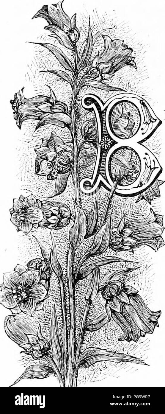 . Vertraute Garten Blumen. Blumen, Pflanzen, Zierpflanzen ; Blumenkultur. BEOAD BELL - FLOWEE. Ich "latycodon r/rcnidlfloriiui. ^ ELL - Blumen so a1) onnd lliat versucht er die Geduld von den Evolutionisten tliat zu hören Sie iate sind Kreationen, tlie Produktion (jf bhio Blumen lieino - das Ergebnis langer Bemühungen fortgesetzt auf der Teil der Natur, dessen Chief Objekte in diesen Fragen erscheinen in Erstaunen Mann zu sein und den Honig - Hees begeistern. Wie die Evolutionisten behaupten, alles zu wissen, es ist gefährlich, mit Ihnen zu streiten; der sichere Weg zu sein scheint, zu hören, zu Con-sider, ihre Theorien zu übermitteln Stockfoto