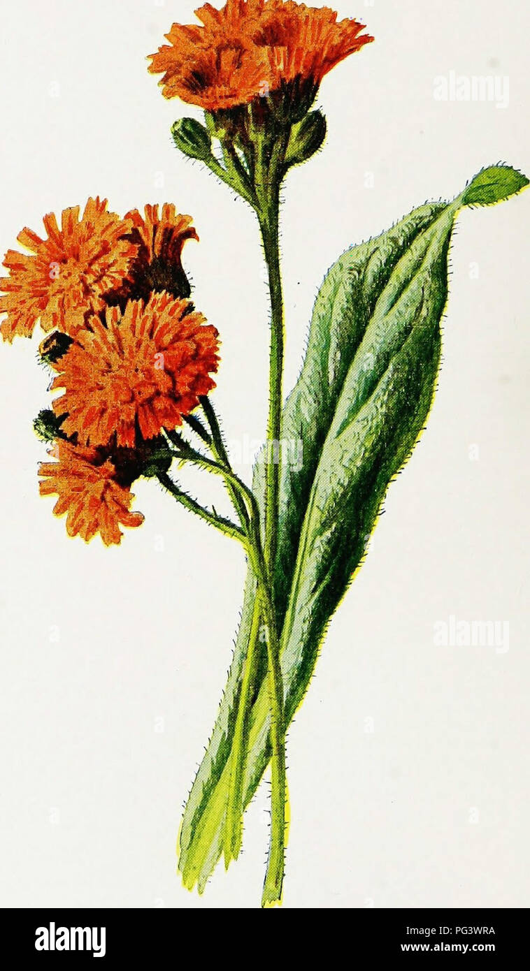 . Vertraute Garten Blumen. Blumen, Pflanzen, Zierpflanzen ; Blumenkultur. . Bitte beachten Sie, dass diese Bilder sind von der gescannten Seite Bilder, die digital für die Lesbarkeit verbessert haben mögen - Färbung und Aussehen dieser Abbildungen können nicht perfekt dem Original ähneln. extrahiert. Hibberd, Shirley, 1825-1890; Hulme, F. Edward (Frederick Edward), 1841-1909. London: Cassell Stockfoto