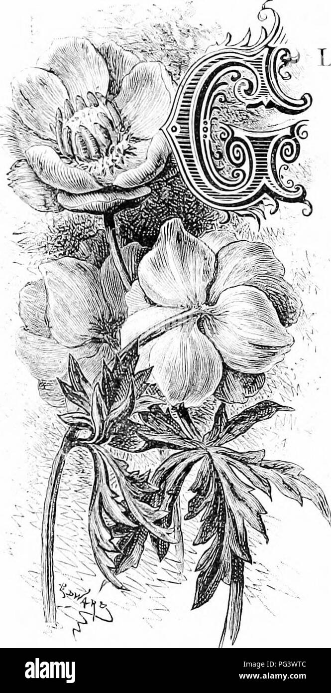 Diese Arbeit hebt verschiedene dekorative Gartenblumen hervor und betont ihre Rolle bei der Landschaftsgestaltung. Besonderes Augenmerk gilt der Globe Flower, die als eine der markantesten Pflanzen in feuchten Wiesen und Flüssen beschrieben wird. Sie liefert wertvolle Informationen über Pflanzenidentifikation und saisonale Blüten, insbesondere in Bezug auf SumpfRingelblumen und andere gebräuchliche Blumenarten, die in britischen Gärten zu finden sind. Stockfoto