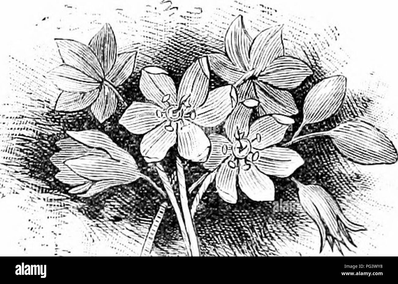 Diese Arbeit konzentriert sich auf den Anbau und die Pflege von gewöhnlichen Gartenblumen, mit besonderem Schwerpunkt auf Zierpflanzen. Die Beschreibungen von Blumen wie Veilchen, Rosen und Primeln heben ihre saisonale Schönheit und Rolle in Gärten sowie ihre symbolische Bedeutung in Literatur und Kultur hervor. Stockfoto