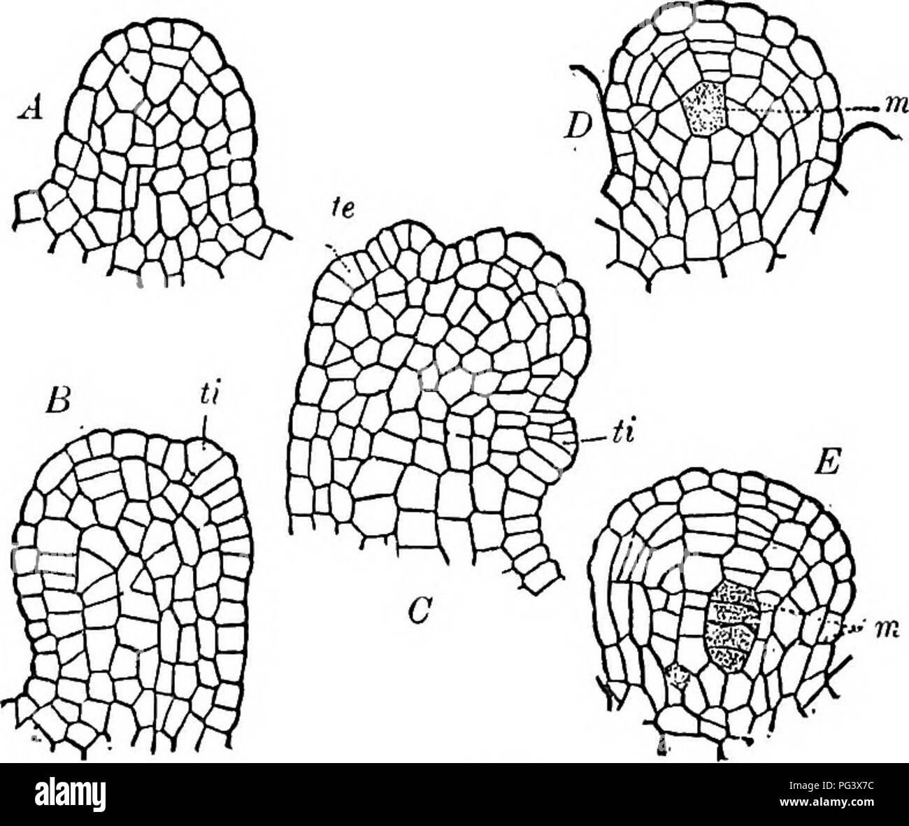 . Physiologische Botanik; I. Umrisse der Histologie der phaenogamous Pflanzen. Ii. Pflanzliche Physiologie. Pflanzenphysiologie; Pflanze Anatomie. Entwicklung der Eizelle. 175 Die hüllblätter ist ähnlich wie die des Blattes; daher müssen diese hier nicht speziell berücksichtigt werden. 491. Eizellen sind in der Regel an deiinite Punkte oder Linien auf der ovariellen Mauer, die zu den Rändern der Samenkapsel-lary Blätter Antwort gebildet. Die funiculus entsteht als leichten Erhöhung durch die Vermehrung einer Zelle oder eine Gruppe von Zellen unter der Epidermis erzeugt; in der Mitte von dieser Erhebung, und auch unter der Epidermis, weitere devel Stockfoto