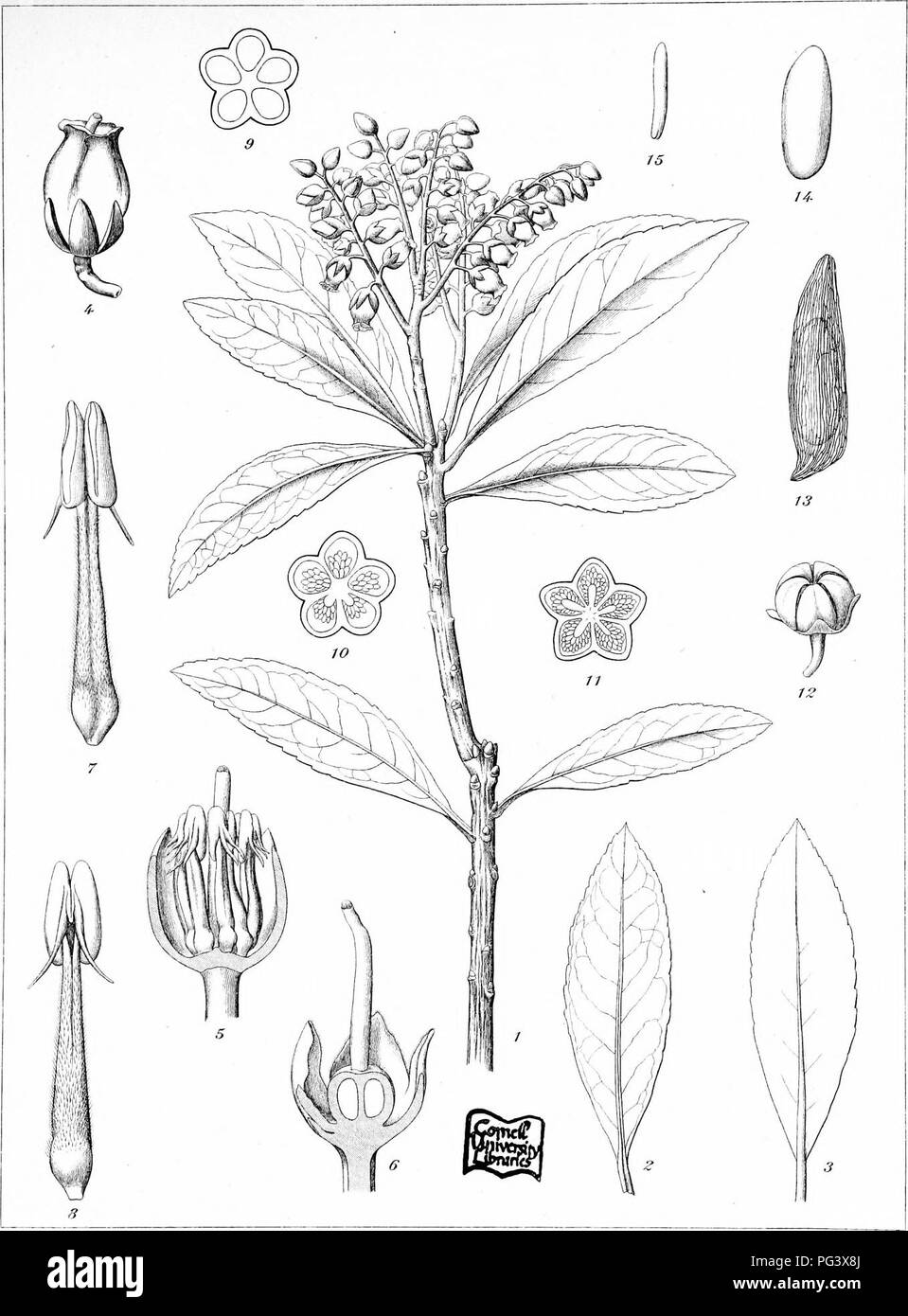 . Icones plantarum formosanarum Nec nicht et contributiones ad floram formosanam; oder, Icones der Pflanzen von Formosa, und Materialien, die für die Flora der Insel, basierend auf einer Studie der Sammlungen des Botanischen Umfrage der Regierung von Formosa. Botanik. Ic. PI. Fomos. Verwischt. Ii. PI. Xll.. M. Ebiaa/del. b. Pujisawa sculp.. Bitte beachten Sie, dass diese Bilder sind von der gescannten Seite Bilder, die digital für die Lesbarkeit verbessert haben mögen - Färbung und Aussehen dieser Abbildungen können nicht perfekt dem Original ähneln. extrahiert. Hayata, Bunzo?; Taiwan. Shokusankyoku. Wurde, Pub. Stockfoto