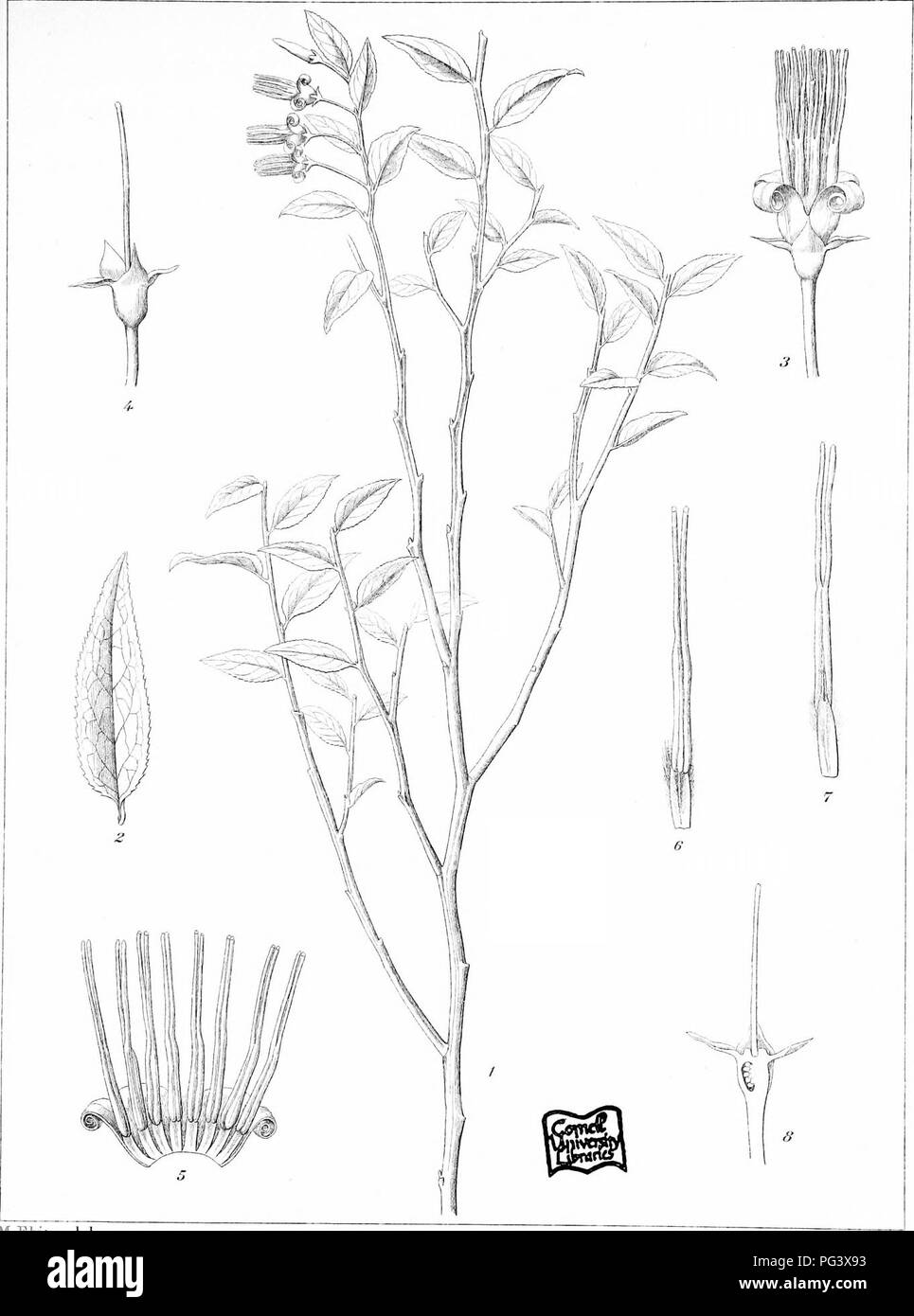 . Icones plantarum formosanarum Nec nicht et contributiones ad floram formosanam; oder, Icones der Pflanzen von Formosa, und Materialien, die für die Flora der Insel, basierend auf einer Studie der Sammlungen des Botanischen Umfrage der Regierung von Formosa. Botanik. Ic. PI. Der Form. Verwischt. Ii. PI. Xii. M. in Ebina del. F. Fiijisawa sculp.. Bitte beachten Sie, dass diese Bilder sind von der gescannten Seite Bilder, die digital für die Lesbarkeit verbessert haben mögen - Färbung und Aussehen dieser Abbildungen können nicht perfekt dem Original ähneln. extrahiert. Hayata, Bunzo?; Taiwan. Shokusankyoku. Wurde, Pub. Stockfoto