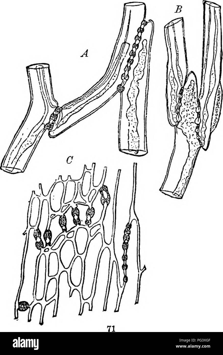 . Physiologische Botanik; I. Umrisse der Histologie der phaenogamous Pflanzen. Ii. Pflanzliche Physiologie. Pflanzenphysiologie; Pflanze Anatomie. Iii. Cribrose-Zellen, Sieb-Zellen oder Sieb-Rohre. 279. In die innere Rinde der Stämme der rlieotyledons mit normalen Struktur certnin lange Zellen der eigentümliche Charakter gefunden werden als mit bastfasern verbunden. Sie sind röhrenförmig oder prismatische Form und werden von tlie Pres geprägt - der umschriebene Panels in den Wänden, in whicli sind zahlreiche feine Perforationen, die Kom- munikation zwischen angrenzenden Zellen. Die Panels sind als Sieb-Platten bekannt; tlie perfor Stockfoto