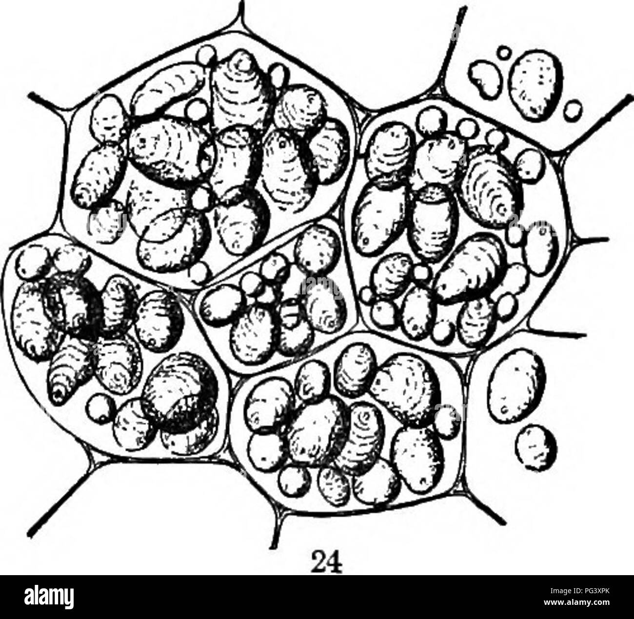 . Physiologische Botanik; I. Umrisse der Histologie der phaenogamous Pflanzen. Ii. Pflanzliche Physiologie. Pflanzenphysiologie; Pflanze Anatomie. 48 DIE PFLANZLICHE ZELLE IM ALLGEMEINEN. Stärke, oder mit großen regelmäßig, wie in wlieat. Dieser Punkt wird als der Kern, oder Trypanosomiasis bekannt. Wenn zwei oder mehr Kerne sind Dis-cernible, das Granulat wird gesagt zu werden. 23 Gelegentlich manj'kleine Sünde - gle Granulat vulkangipfel leicht ein Aggregat, die einfach-gebrochen werden. Nach Wiesner, es so viel wie 30.000 Granulat in ein einzelnes Aggregat dieser Art werden. Sowohl einfache als auch zusammengesetzte Granulat kann bei Stockfoto
