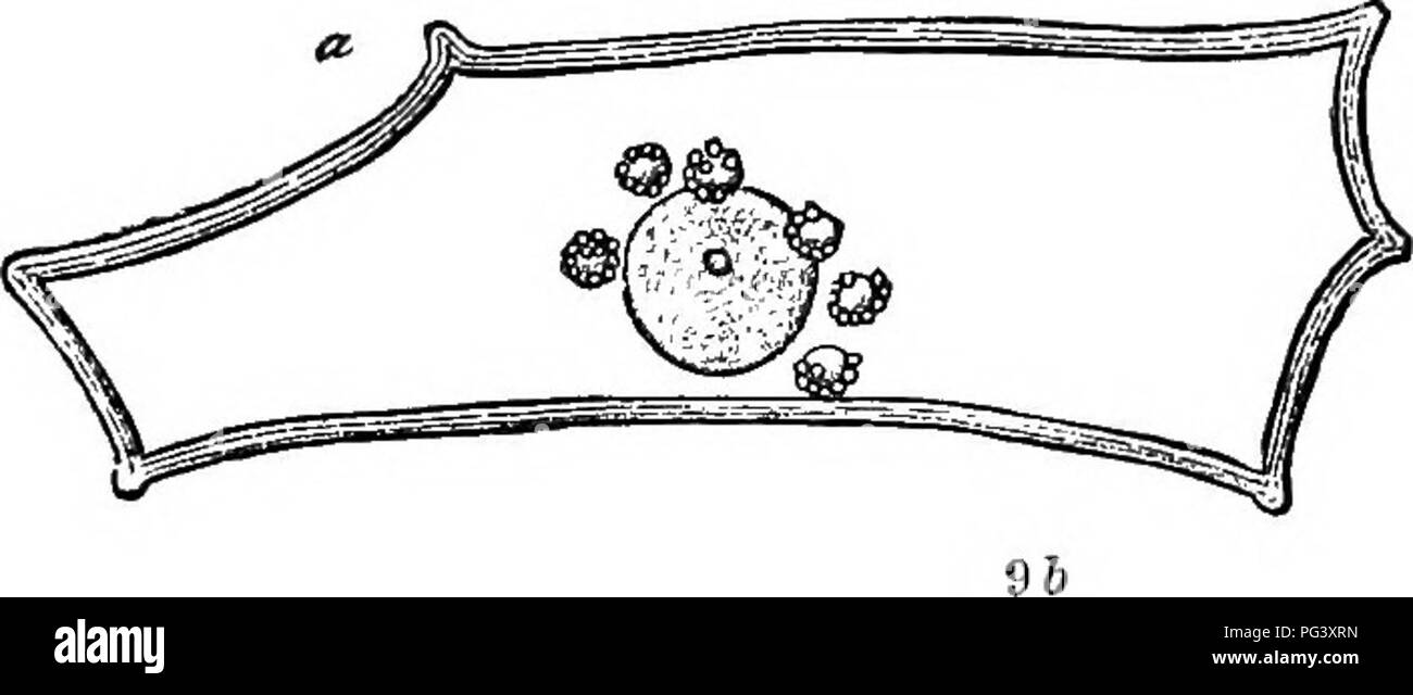 . Physiologische Botanik; I. Umrisse der Histologie der phaenogamous Pflanzen. Ii. Pflanzliche Physiologie. Pflanzenphysiologie; Pflanze Anatomie. LEUCOPLASTIDS. 43 Allgemeine protoplasmic Masse der Zellen, die nicht mehr l^ acog-nizable. Jene aber, die haben keine weiteren geändert. Als durch Verlust der Farbe, genau eine andere Art ähneln von Granulat, nämlich leueoplastids. (Ausnahmen siehe Kapitel X). 174. Leueoplastids. Diese sind in den Teilen, die in der Regel frei von Chlorophyll, wie Knollen, Rhizome, etc. gefunden. Bitte beachten Sie, dass diese Bilder extrahiert werden aus der gescannten Seite Bilder, die haben können Stockfoto