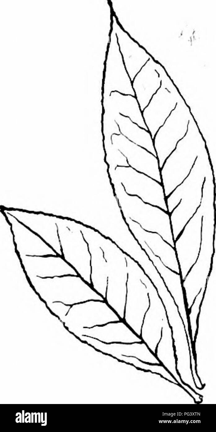 . Unsere nördlichen Sträucher und wie man sie identifizieren: ein Handbuch für den Naturliebhaber. Sträucher. Heide Familie Azaleen bündig die Insel Böden und die Farben des Himmels Antwort. - Ralph Waldo Emerson. Martha Bockee Flint in "ein Garten der Simples", schreibt der Azalea nndiflora wie folgt: "Im einsamen Wald engen Tälern, wo das Holz Erde reich ist und feucht, auf der Kante des schwarzen, Torf} 7 Sümpfe und sogar auf felsigen Hügeln, es blüht die Schönsten der Azaleen, Rhododendron nndiflora. Keine 'Baum' in seiner Sub-baumartige Wachstum, es ist wirklich eine Rose Blume, für die exquisite Schattierungen der wi Stockfoto