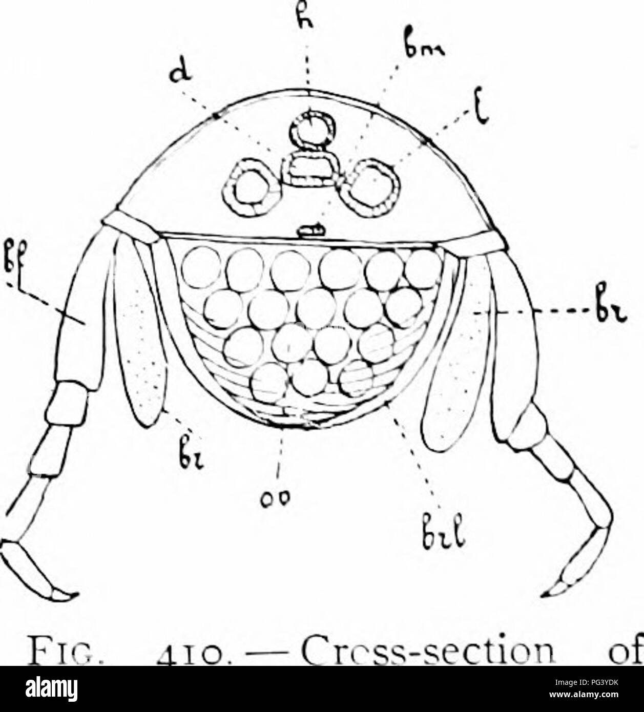 . Ein Handbuch der Zoologie. Zoologie. 3 S4 ARTHROPODA springen Bewegung, woher der Common Name, lieach Flöhe. Im schwimmen tlie alidomen ist gegen die lireast ahernately verbogen und dann gewaltsam begradigt. Die boiiy ist in der Regel stark von Seite zu Seite komprimiert. Die vordere Brust- füße Generell tragen große i-pimcral Platten (iig. Ein}:-.), e. die Seiten der l neigen. mdy down" - ARDS, während auf der Innenseite empfindlichen Kiemen oder Gill sacs (Lig. 410,/'; •) ergeben sich aus der Basis. In den weiblichen Brut lamelke (BRL) werden hinzugefügt, wliich ein Brut-kammer umschließen unter der Karosserie in wliich Eier oder Junge sind c Stockfoto