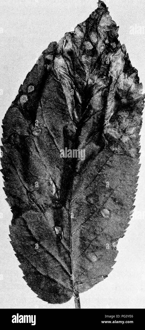 . Fungous Krankheiten von Pflanzen: mit Kapiteln über Physiologie, Kultur Methoden und Technik. Pilze in der Landwirtschaft. FUNGI IMPERFECTI 305 XVI. Trockenfäule von Ginseng Panax Whetzel 1 Alternaria auftreten und Symptome. Die so genannte "feuerbrand" ist die häufigste und zerstörerische Krankheit der kultivierten Ginseng. Es auftritt. Ich; Ich Abb. 138. Trockenfäule von Ginseng: Häufige Formen der Krankheit (Foto: H.H.Whetzel) offenbar im gesamten Osten der USA, wo Ginseng ist gewachsen, hat aber nicht mit Sicherheit berichtet westlich des Mississippi. Die Krankheit wird durch Alternaria Panax Whe verursacht Stockfoto