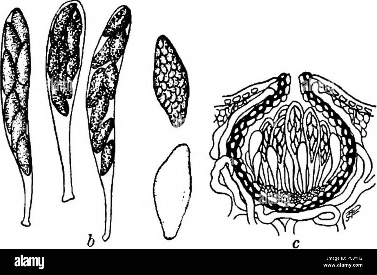 . Fungous Krankheiten von Pflanzen: mit Kapiteln über Physiologie, Kultur Methoden und Technik. Pilze in der Landwirtschaft. Abb. 113. Guignardia Vaccinii auf Cranberry: Ascigerous Pycnidial und Stadien. (Nach der Scherung) 60 bis 80/j .. Die Sporen sind hyalinen wenn Junge, und getönt, wenn Alt. Sie werden als elliptische oder subrhomboidal in Form beschrieben, mit granularer Inhalt (Abb. 113, b). Dieser Pilz wurde sorgfältig kultiviert, Kulturen von beiden Stufen und von hyphas, als auch aus dem Gewebe der Host unter dem verbrühen Bereich auf die Beeren. Es wird berichtet, dass er gut auf sauren und neutralen zu wachsen Stockfoto