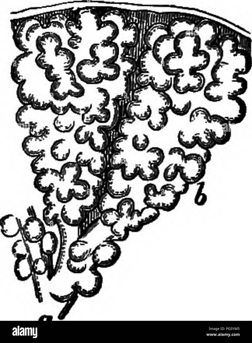 . Elementare Biologie, Tier und Mensch. Biologie. Abb. 40. âWindpipe und Lunge.. 179. Futter der Luftwege. Â Das schleimige Futter der Nasenhöhle und der Luftröhre und ihrer Niederlassungen ist vor allem ein "interessant. Die Zellen, die diese Bild decken. 41. Die Gänge sind nach Minute Haar bedeckt - wie Projektionen genannt Cilien, ganz wie die, die an der Außenseite von Paramecium (A. B., 120), die Welle nach oben in Richtung zwei luftbeutel - mit ihren Filialen.. Bitte beachten Sie, dass diese Bilder aus gescannten Seite Bilder, die digital für die Lesbarkeit verbessert haben mögen - Färbung und appearanc extrahiert werden Stockfoto