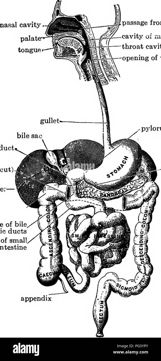 . Elementare Biologie, Tier und Mensch. Biologie. Die VERDAUUNG UND ABSORPTION DER NÄHRSTOFFE 83 Därme, die am Bauch beginnen und offen für die Seite des Körpers am unteren Teil des Stammes. "Passage von Nase, Rachen. Vertiefung der Mund Rachen Hohlraum - Öffnung der Luftröhre pylorus â Galle ducti Colon transversum (Ausschneiden) Leben: gemeinsame Öffnung der Galle, und bauchspeicheldrüsengänge Anfang klein, Darm. pankreasgang Abb. 26. - Teile der Speiseröhre. (Die Leber hat nach oben geneigt, die gallenblase an der unteren Oberfläche zu zeigen; ein Stück der großen intes-Tine nach s entfernt. Stockfoto