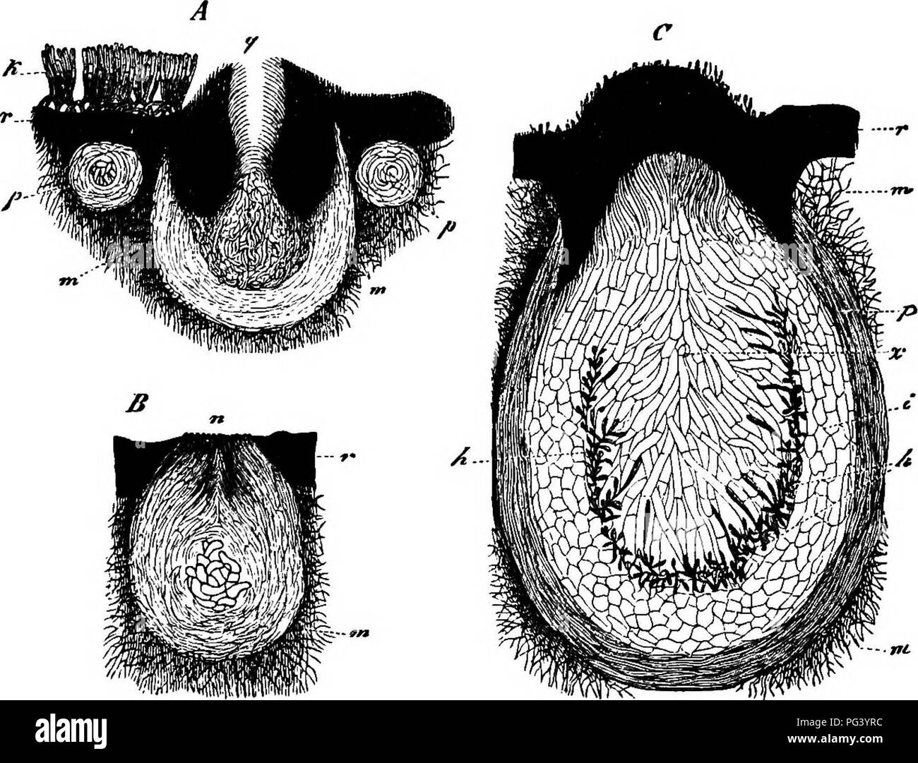 Diese Arbeit stellt eine vergleichende Untersuchung von Pilzen, Mycetozoen (Schleimschimmelpilzen) und Bakterien vor, wobei deren biologische und morphologische Eigenschaften untersucht werden. Sie untersucht deren Entwicklung, Struktur und Klassifizierung, wobei der Schwerpunkt auf dem Lebenszyklus und den zellulären Merkmalen jeder Gruppe liegt. Die Studie trägt zu einem tieferen Verständnis der Pflanzenmorphologie und mikrobiellen Biologie bei, insbesondere in Bezug auf Pilze und Schleimschimmelpilze. Stockfoto