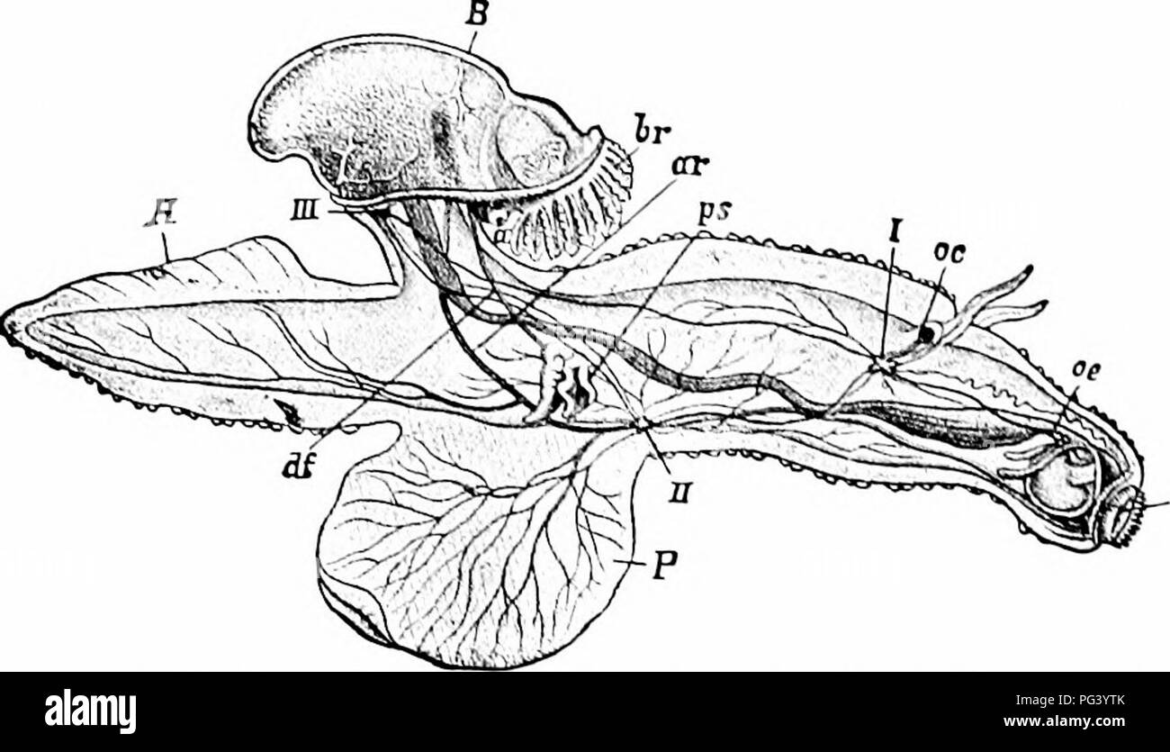 Dieses zoologische Handbuch enthält eine eingehende Untersuchung verschiedener Arten, einschließlich Weichtiere wie *Mollusca* und anderer Meereslebewesen. Es konzentriert sich auf die Anatomie, das Verhalten und die Klassifizierung dieser Organismen und trägt zu einem breiteren Verständnis der Zoologie bei. Stockfoto
