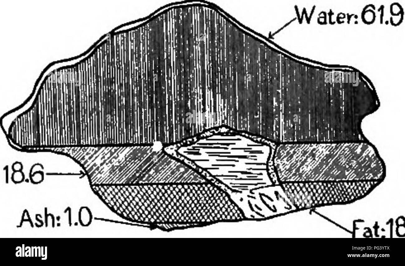 . Elementare Biologie, Tier und Mensch. Biologie. 5 ll: 1,2^ niiiiiiiiiiiiiiiiiiJ ster; 87,0 Fett: 1-J Asche: 0. rroteinsSJ! arboh/&lt; ii - alesj5.0 Pi-oteinil&amp; e gJlEF SÂ ¥ INVEKOS. - In: ia5tig. 19. - Zusammensetzung der Gemeinsamen tierischen Lebensmitteln. (Gezeichnet von Charts von US Abt. der Landwirtschaft durch Mable Baker.). Bitte beachten Sie, dass diese Bilder sind von der gescannten Seite Bilder, die digital für die Lesbarkeit verbessert haben mögen - Färbung und Aussehen dieser Abbildungen können nicht perfekt dem Original ähneln. extrahiert. Peabody, James Edward, b. 1869; Hunt, Arthur Ellsworth, gemeinsamen Thema. New York, Die Stockfoto