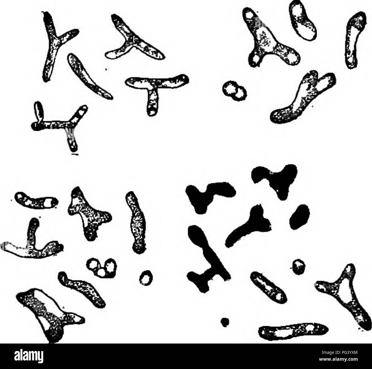 . Elementare Biologie, Tier und Mensch. Biologie. 22 menschliche Biologie 19. Verhältnis von Bakterien zu den Aromen der Lebensmittel. - wieder, viele von den Aromen der Lebensmittel sind durch die Wirkung von Bakterien. Das Fleisch der Tiere, zum Beispiel, die gerade getötet wurden, ist oft hart und geschmacklos. Wenn zugelassen, jedoch sind diese Fleisch geworden und ihre unverwechselbaren flar - vors erwerben durch die zersetzende Wirkung von Bakterien. Eine ähnliche Aktion findet statt, wenn Butter oder Käse reift, und die Molkerei in der Industrie hat in einem Ausmaß, dass Bakterien von bestimmten Arten erwiesen haben Anlaß zu geben, vervollkommnet worden Stockfoto