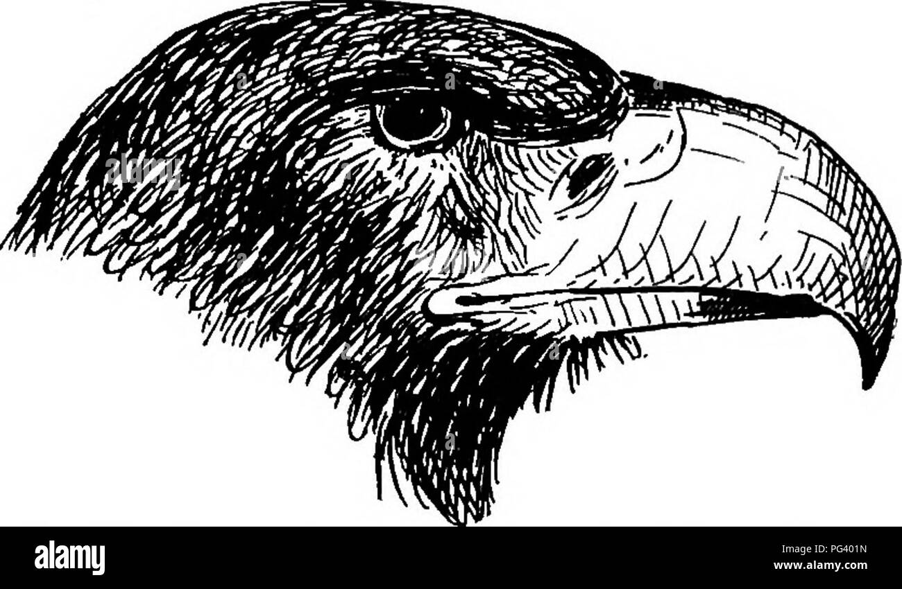 . Ein text-Buch für landwirtschaftliche Zoologie. Zoologie, Wirtschaftliche. 360 britische Vögel. Bein gefiederten bis zu den Zehen, und der obere Teil der Zehen nicht schuppig aber mit Holzstrahlen netzartiges Muster bildend (reticulate), drei Skalen nur in Richtung der Spitze. Eine weibliche Seeadler wird 34 bis 36 cm in der Länge erreichen. Sie brüten in Schottland im April, aber jetzt nicht in England. Es ist diese Spezies nur, dass finden wir im Süden. Die Nahrung besteht aus Aas - Vögel, Tiere und. Abb. 1 S 6.- Leiter der Seeadler {HaliaMus dtbidlla). Fisch. Der goldene Adler nimmt Lämmer und Kitze, während Hasen und Grouse Form ihre s Stockfoto