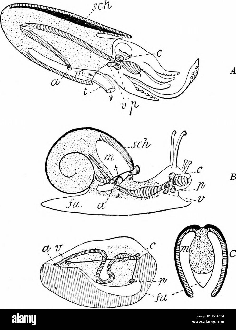 Ein Handbuch der Zoologie. Zoologie. Mollusca 311 in die/oo/, muskulösen  Masse, in der Regel für die Fortbewegung verwendet. Den Mantel oder Pallium,  dermale Falten, erstreckt sich nach unten aus dem Körper