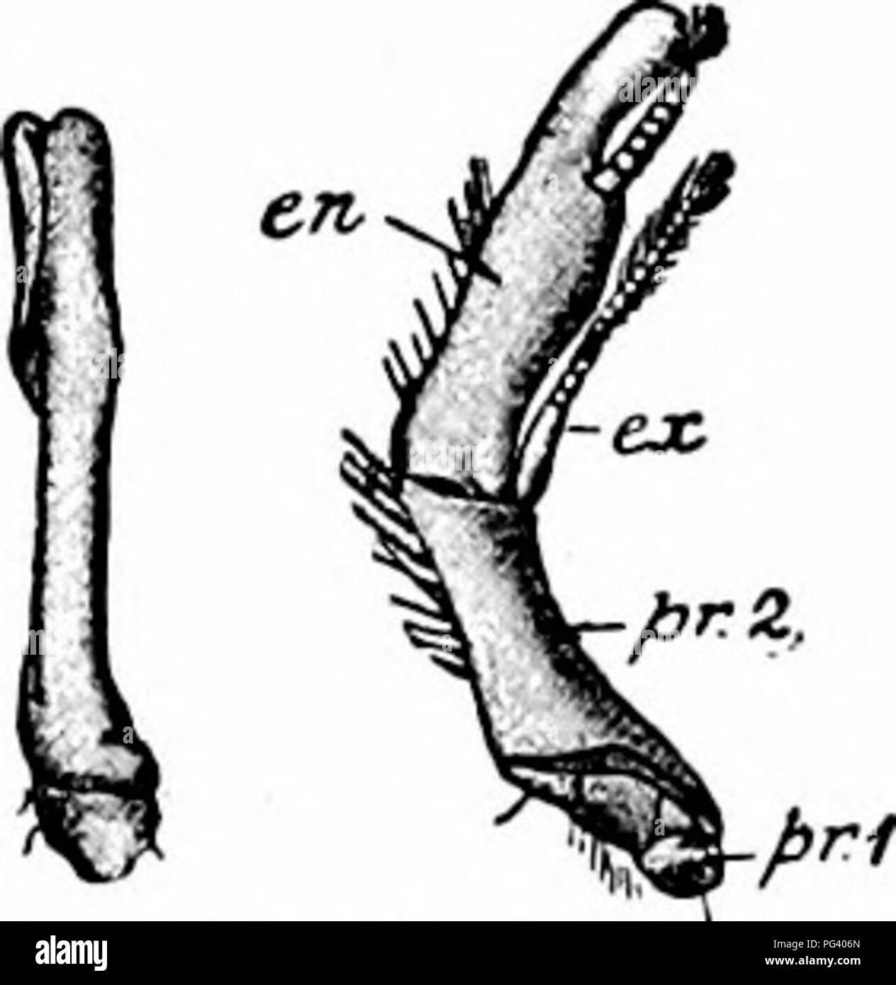 . Ein Handbuch der Zoologie. S. 3." 6. lVMaxilliped dMaxill" 7. 3 r. dMaxilliped 8. 3 r. Firma dLeg. -/" * O. Copuldl" ory Organe lO. Swimmlng Fuss. Bitte beachten Sie, dass diese Bilder sind von der gescannten Seite Bilder, die digital für die Lesbarkeit verbessert haben mögen - Färbung und Aussehen dieser Abbildungen können nicht perfekt dem Original ähneln. extrahiert. Parker, T. Jeffery (Thomas Jeffery), 1850-1897; Haswell, William A. (William Aitcheson), 1854-1925. New York, der Macmillan Company; London, Macmillan &Amp; Co., Ltd. Stockfoto