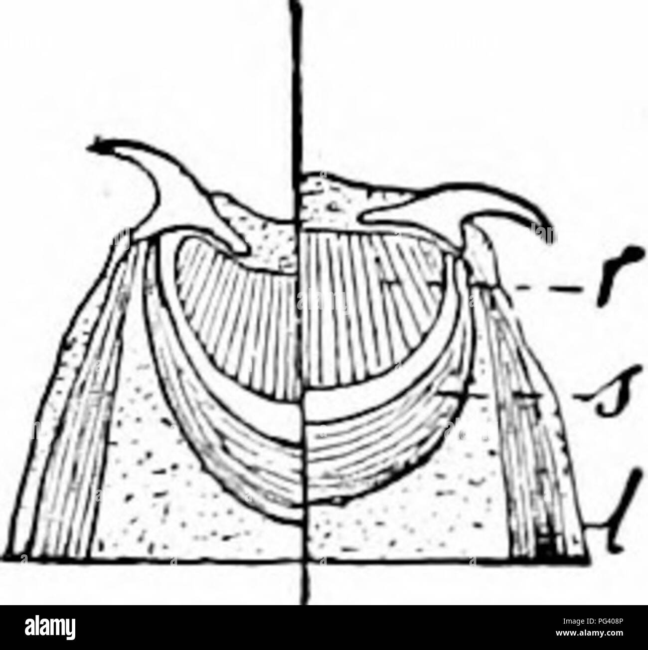 Dieses zoologische Handbuch bietet detaillierte Beschreibungen verschiedener Arten, wobei der Schwerpunkt auf parasitären Würmern wie *Tania solium* und *Tetrarhynchus viridis* liegt. Es enthält anatomische Abbildungen ihrer Köpfe und inneren Strukturen, die Einblicke in ihre Biologie und ihr Verhalten geben. Stockfoto