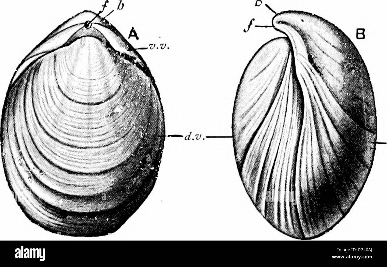 . Ein Handbuch der Zoologie. ROTIFERA, POLYZOA UND BRACHIOPODA 185 gegenüberliegenden Ende als anterior. Die beiden Ventile zusammen artikulieren, die von einer mehr oder weniger ausgeprägten Scharnier befindet sich am hinteren Ende, und die Bewegungen der beiden Öffnen und Schließen des Tanks über das Scharnier durch Muskeln intern zwischen der Ventile erfolgt. h*.. Bitte beachten Sie, dass diese Bilder sind von der gescannten Seite Bilder, die digital für die Lesbarkeit verbessert haben mögen - Färbung und Aussehen dieser Abbildungen können nicht perfekt dem Original ähneln. extrahiert. Parker, T. Jeffery (Thomas Jeffery), 1. Stockfoto