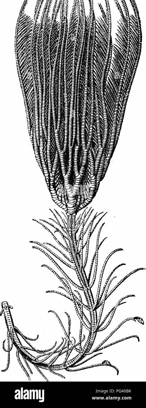 . Ein Handbuch der Zoologie. VII STAMM STACHELHÄUTER 177 m s/Jl § m. Abb. 99. - Metacrinus interruptus. (Nach S. H. Schreiner.) N. Bitte beachten Sie, dass diese Bilder sind von der gescannten Seite Bilder, die digital für die Lesbarkeit verbessert haben mögen - Färbung und Aussehen dieser Abbildungen können nicht perfekt dem Original ähneln. extrahiert. Parker, T. Jeffery (Thomas Jeffery), 1850-1897; Haswell, William A. (William Aitcheson), 1854-1925. New York, der Macmillan Company; London, Macmillan &Amp; Co., Ltd. Stockfoto