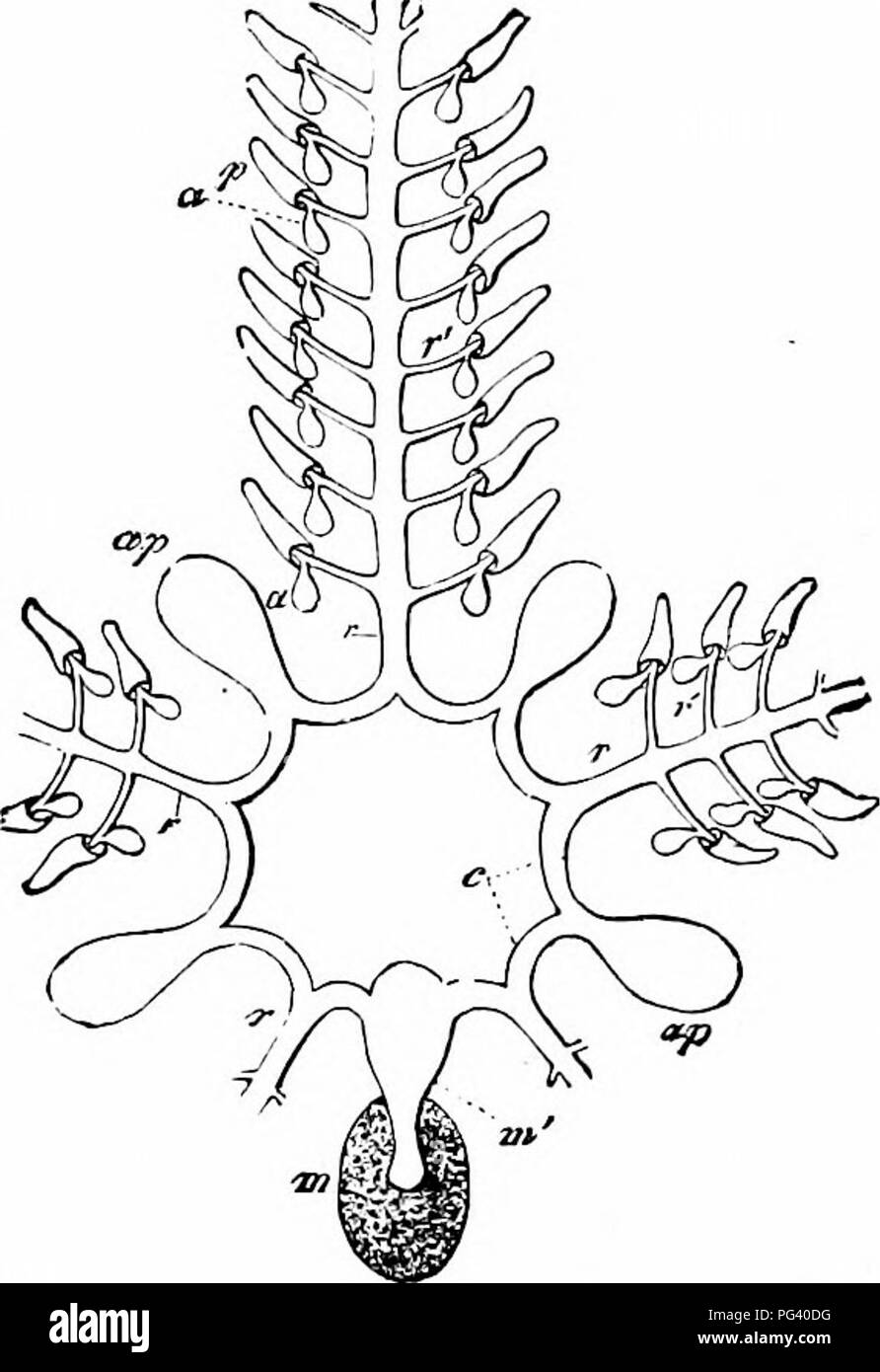 . Ein Handbuch der Zoologie. 166 Handbuch der Zoologie - pear-shaped, dünnwandigen Blasen mit langen schmalen Hälsen, - die miteinander Radial platziert. Auf den Seiten des Halses der einzelnen Polian Vesikel (außer im Inter-Radius mit der madreporic Canal, wo man nur auf einer Seite) Projekt nach innen ein paar kleine Runden glanduläre Organe, den racemose Vesikel, oder Tiedemann Vesikel, die jeweils in mehrere Kammern unterteilt ist. Abb. 90.- Ambulacral System der Seesterne, &Lt;7 Ampullen; aft, Polian Vesikel; c, kreisförmigen Kanal; WZ, madreporite; 3/1', madreporic kann Stockfoto