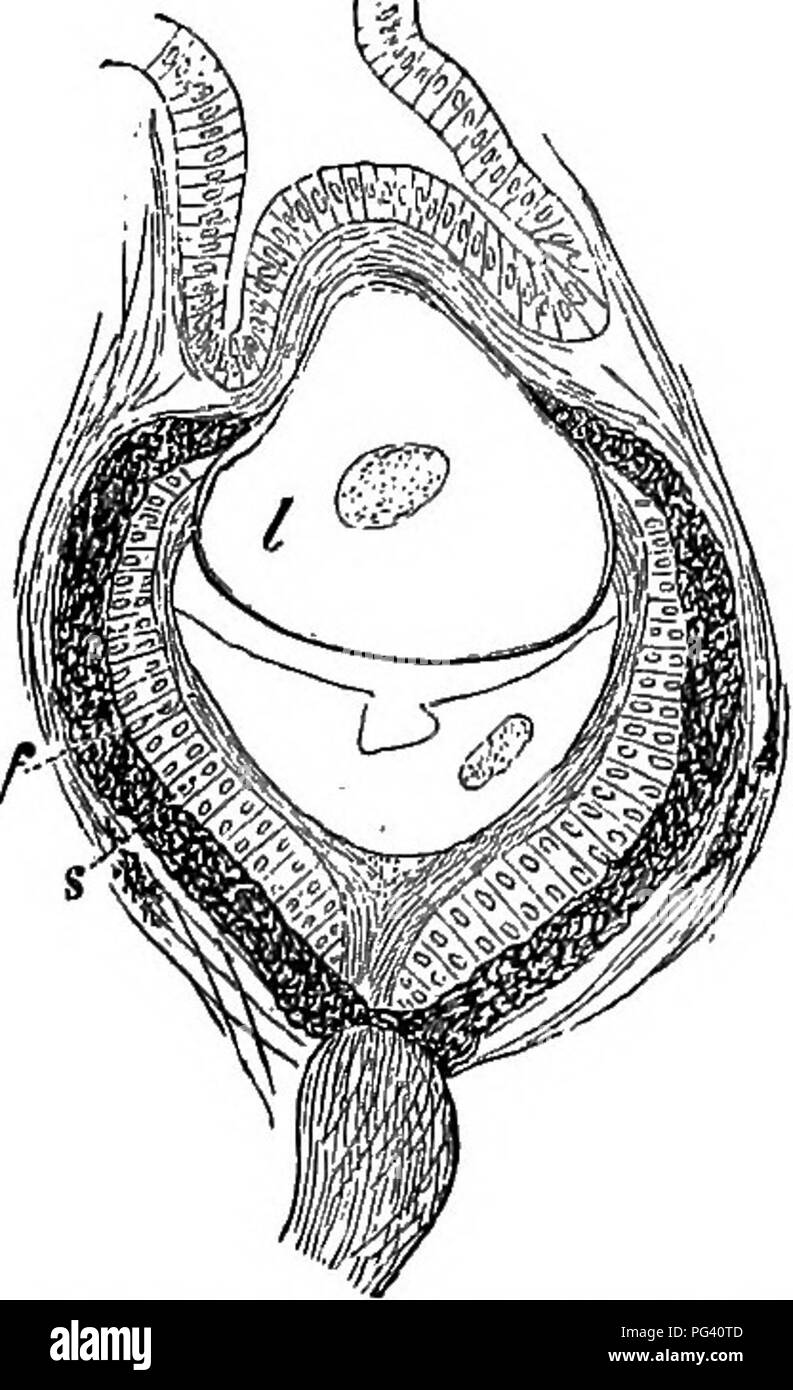 . Das Leben der Tiere durch die natürlichen Bedingungen der Existenz betroffen. Tierökologie. ONCIIIDICM DOESAL AUGEN. 371 natürlich keine gebildet werden; daher Wirbeltiere sind blind in diesem bestimmten Ort, whicb ist in der Tat wissenschaftlich als "der blinde Fleck bekannt." Solche "einen Punkt in den Augen der zweiten Kategorie nicht vorhanden ist; der Sehnerv erstreckt sich über die außerhalb der Augen, und die Stäbchen und Zapfen in der Abdeckung der gesamten inneren Oberfläche der Netzhaut einheitlich gelegen. Soweit es sich um die Augen auf den Kopf gestellt die Gattung Onchidium in keiner Weise von den Alliierten Gruppen unterscheidet. Aber die größere Zahl von Stockfoto