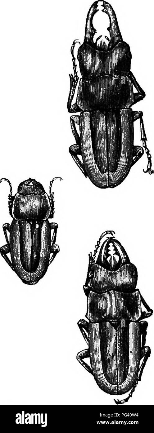 Die Arbeit beschäftigt sich mit den ökologischen Auswirkungen auf das Tierleben und konzentriert sich dabei auf die verschiedenen Formen des männlichen Cladogomus dormilis. Außerdem werden die Auswirkungen von Umweltbedingungen auf die Populationsdynamik und die physikalischen Eigenschaften verschiedener Arten untersucht, insbesondere im Zusammenhang mit Darwins Prinzipien der natürlichen Selektion und Variation innerhalb der Arten. Stockfoto