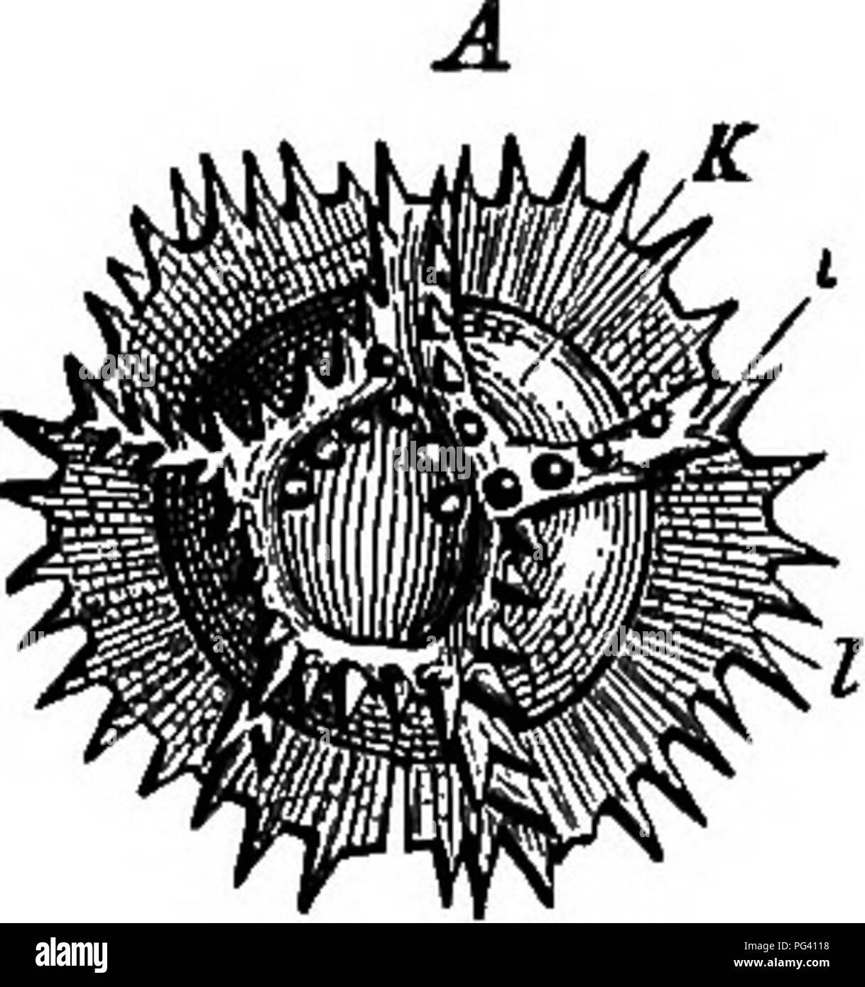 . Die Grundlagen der Botanik. Botanik. PEANSBO&amp; AMIA. 237 produktive Organe sind in der Blüte, wenn die Eierstöcke höchsten auf dem Schaft sind, die staubgefäße werden weiter und der sterilen Blätter (wenn überhaupt) niedrigste von allen (Schwein. 127). Es gibt mehr, die große Diversität in der Entwicklung der sterilen Blätter, die von ein paar kleine grüne oder hellen Blätter zu zwei oder mehr Kelchblätterquirlen (außen) und Blütenblätter (innere) kann große Unterschiede in Größe, Form, Textur und Farbe zeigen. 481. Die staubgefäße der Angiospermen tragen oft so wenig Ähnlichkeit zu blättern, die ihre wahre Natur nicht wäre Stockfoto