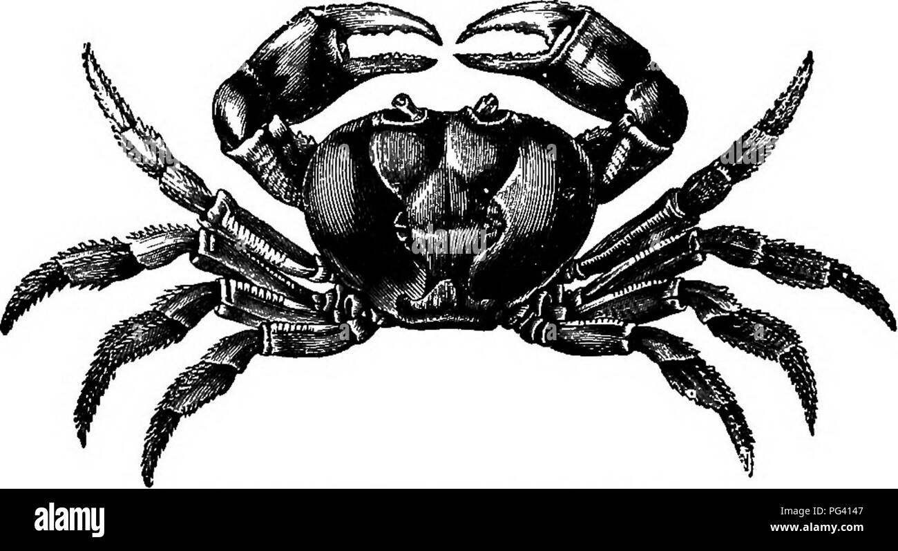 . Das Leben der Tiere durch die natürlichen Bedingungen der Existenz betroffen. Tierökologie. 192 DER EINFLUSS DER UNBELEBTEN SUKKOUNDINGS. Lungen, öffnet den Siphon, und lässt zu, dass ein Strom von Wasser durch sie in die Kavität branchial.'" einige Arten von Nerititia der Philippinischen und Pelew Inseln ständig an Land leben, und offenbar ins Wasser gehen, nur wenn sie ihre Eier legen wollen; andere Arten tatsächlich im Wasser leben oft langen Fahrten über Land, als 1 habe ich häufig die Gelegenheit hatte, die Beobachtung in der Pelew Inseln. In diesen Arten die Kiemen sind vergleichsweise klein, Stockfoto