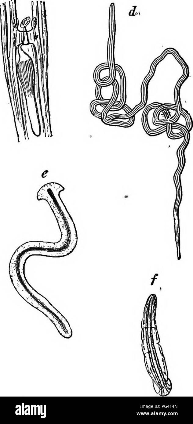 Diese Studie untersucht den Einfluss von Umweltfaktoren auf das Tierleben, wobei der Schwerpunkt auf amphibische Würmer und ihre Lebensräume liegt und Einblicke in die Tierökologie und die Rolle natürlicher Bedingungen bei der Gestaltung von Verhalten und Überleben liefert. Stockfoto