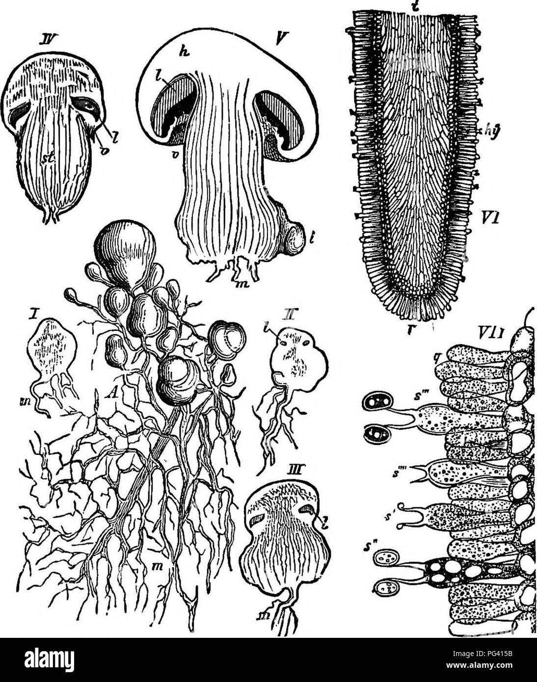 . Die Grundlagen der Botanik. Botanik. 178 BOTANIK. root-ähnliche Formen (Abb. 98, A, M). Früher oder später werden diese un-derground Filamente produzieren Die spore - Früchte, die sind. FiQ. 98. - Entwicklung und Struktur der Fliegenpilz. Ein, vegetative fllaments produzieren junge spore - Früchte; J, II, III, IV, V, Teile der aufeinanderfolgenden Stufen von spore - Früchte, von sehr jungen zur Reife; Ich, die Kiemen; v, Schleier; VI, Abschnitt einer Gill, die Schicht der spore-Lager Zellen, Hy; VII, stark vergrößert Abschnitt von Teil einer Gill, die Schicht der spore-Lager Zellen, mit Sporen von unter- schiedlichen Alters. meistens Regenschirm - s Stockfoto
