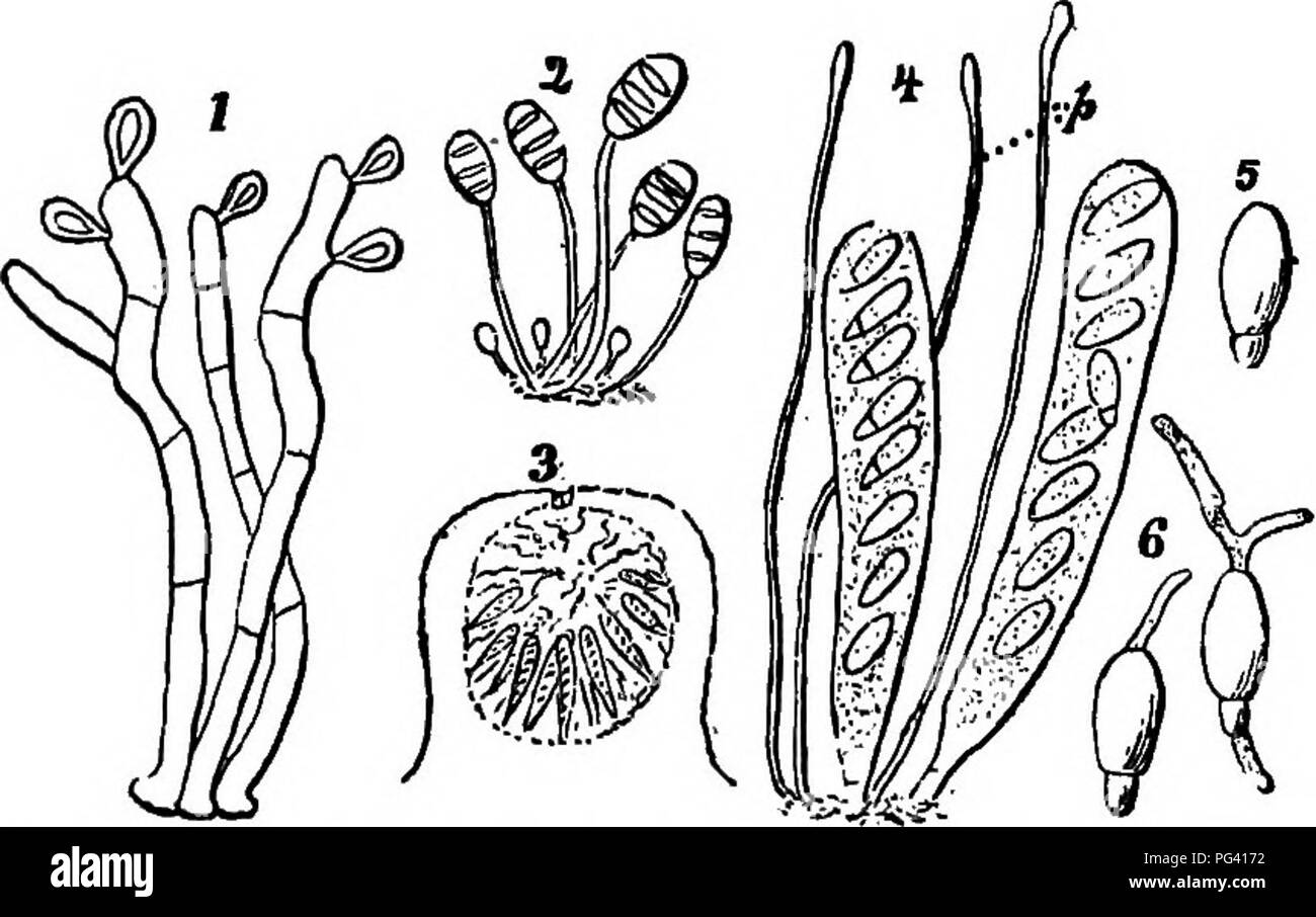 Dieses Lehrbuch behandelt grundlegende Konzepte der Botanik, einschließlich Pflanzenstruktur, Physiologie und Reproduktion. Sie erforscht verschiedene Pflanzenarten und ihre Rolle in Ökosystemen mit Illustrationen, die das Lernen erleichtern. Stockfoto