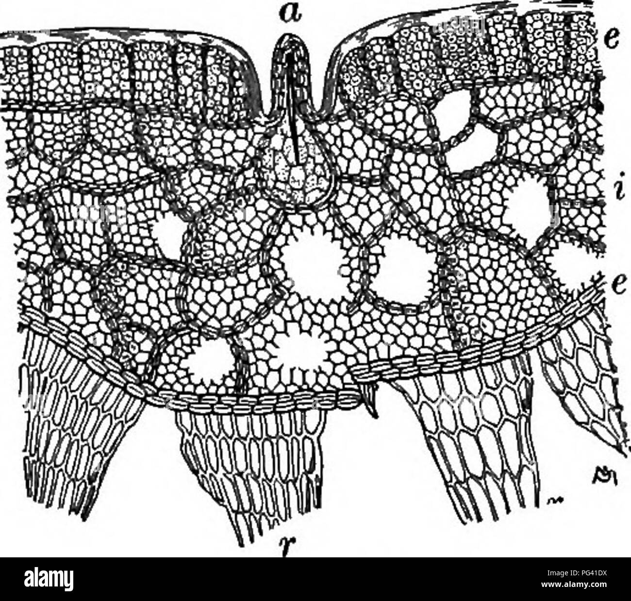 Dieser botanische Text behandelt *Marchantia polymorpha*, eine verbreitete Leberwurzart, die ihren Lebensraum, ihre Struktur und die Bedingungen für ihr Wachstum, insbesondere in schattigen und feuchten Umgebungen, detailliert beschreibt. Stockfoto