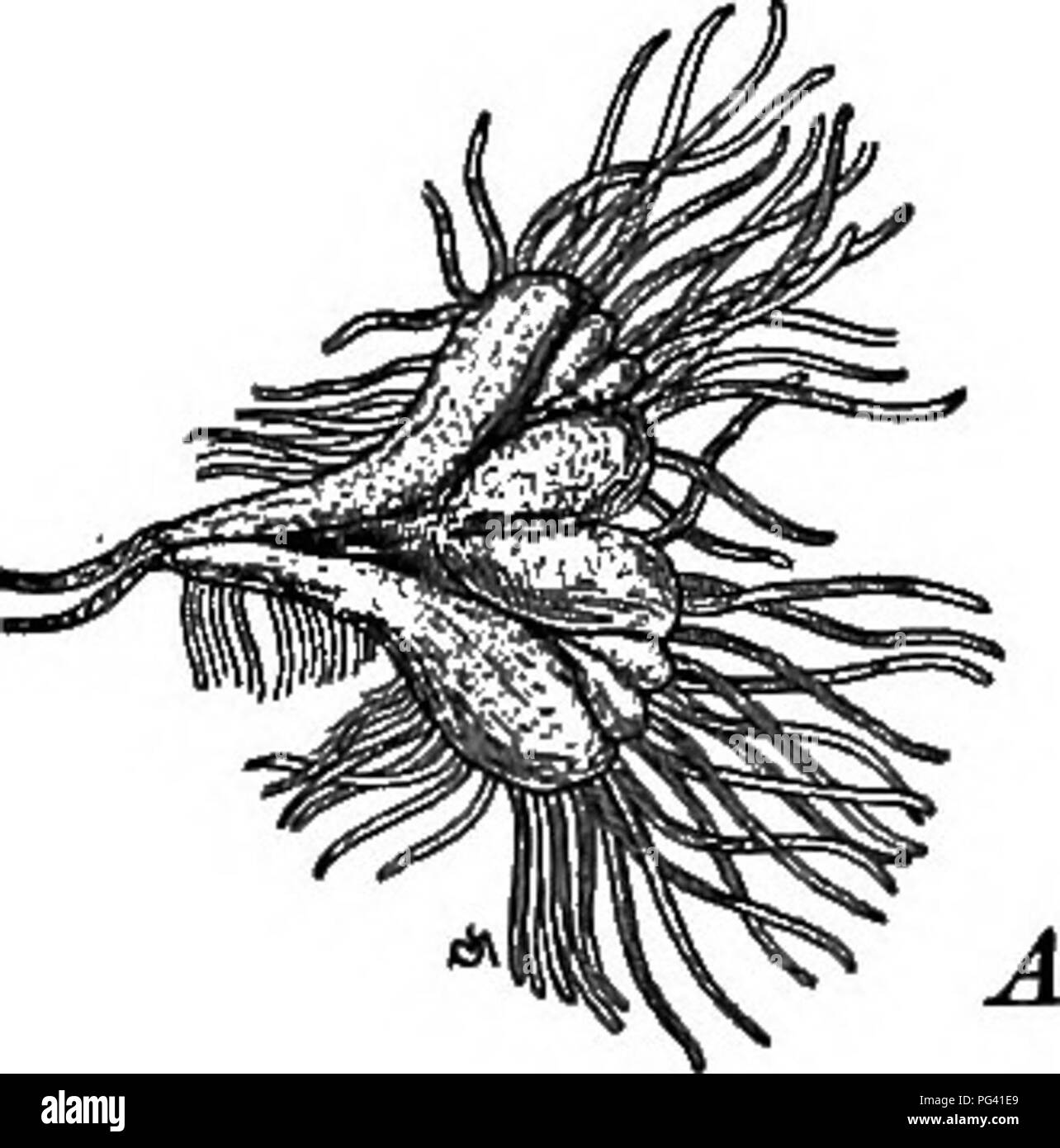 Dieser Abschnitt der Botanik befasst sich mit Bryophyten, einschließlich Leberwurzeln und Moosen. Sie beschreibt die Klassifizierung und die wichtigsten Unterschiede zwischen den beiden und stellt fest, dass Leberwürze häufig keine klare Unterscheidung zwischen Stielen und Blättern aufweisen. Die Bilder und Abbildungen wurden verbessert, um diese Pflanzentypen besser verstehen zu können. Stockfoto