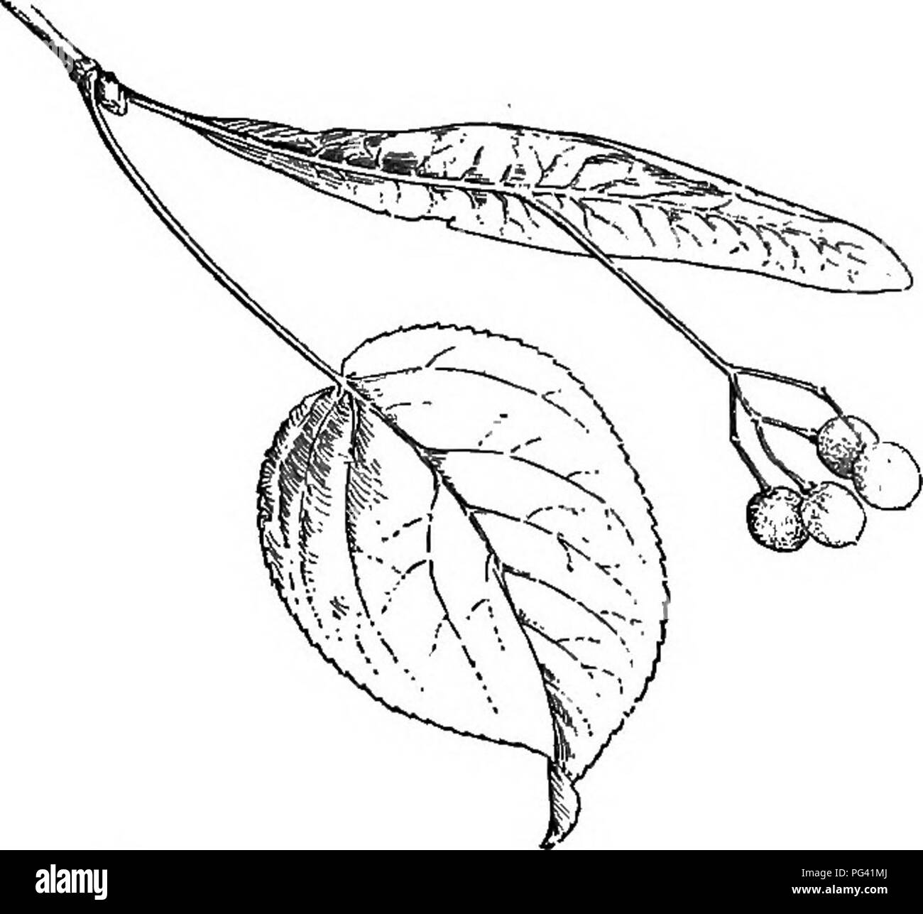Dieses Botanik-Lehrbuch stellt Schlüsselkonzepte in der Pflanzenbiologie vor, einschließlich Saatgutausbreitungsmechanismen wie geflügelte Früchte und Samen. Es beschreibt Pflanzenarten wie Asche und Ahorn und konzentriert sich dabei auf ihre einzigartigen Fortpflanzungsmerkmale und die ökologische Rolle in ihrer Umgebung. Stockfoto
